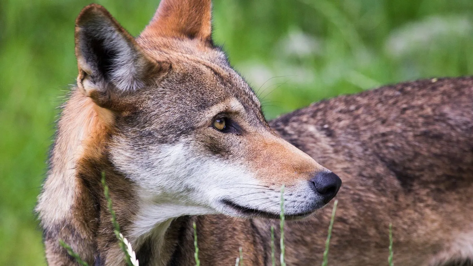 A red wolf with a reddish-tan and grey coat and tall pointed ears, seen side-on in long green grass