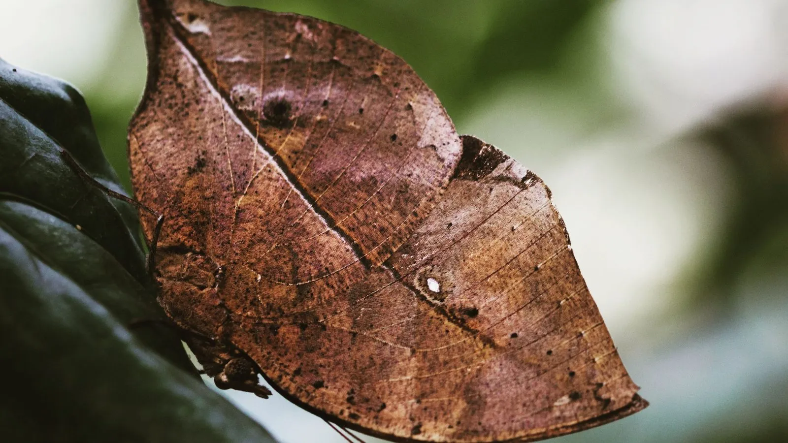 A dead leaf butterfly with closed brown wings that look like a dry leaf, resting on a dark green leaf