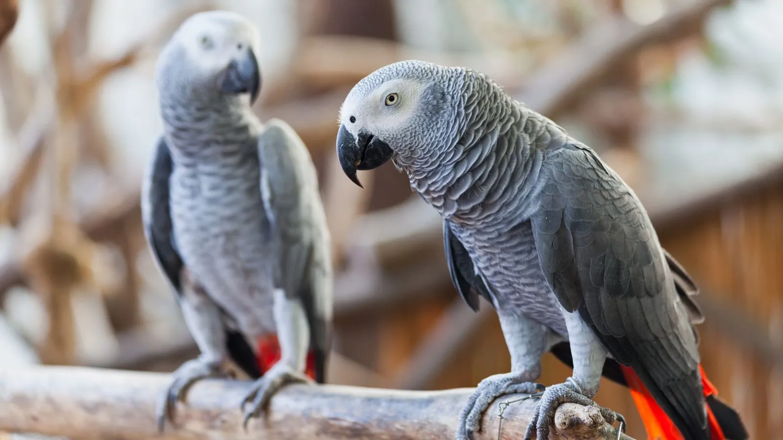 Two African grey parrots with red tails perched side by side on a wooden branch