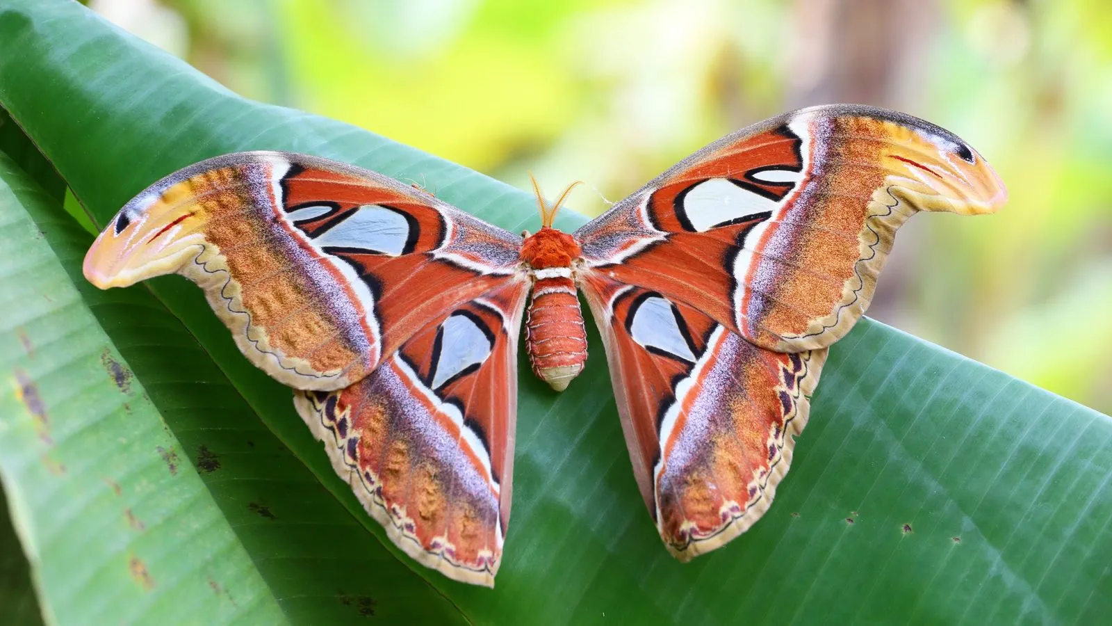An Atlas moth with red-brown wings spread on a green leaf, the wing tips shaped like snake heads