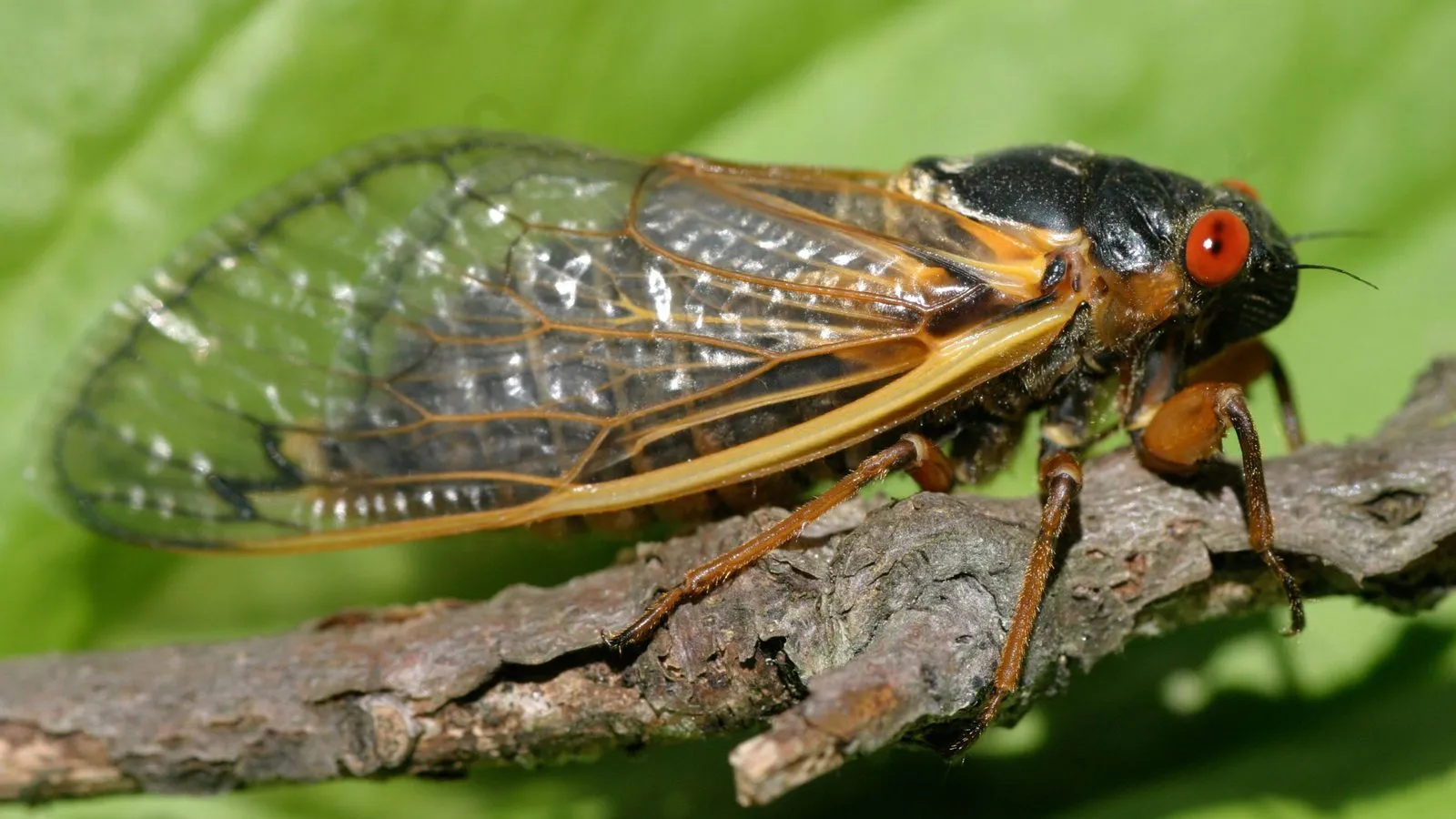A periodical cicada with a black body, bright red eyes and orange-veined clear wings resting on a twig
